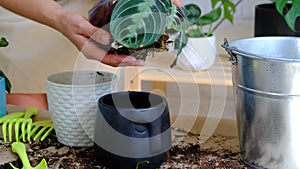 A woman transplants a potted houseplant Black Maranta Massangeana into a new ground in a black pot with a face. Potted plant care