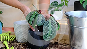 A woman transplants a potted houseplant Black Maranta Massangeana into a new ground in a black pot with a face. Potted plant care