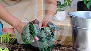 A woman transplants a potted houseplant Black Maranta Massangeana into a new ground in a black pot with a face. Potted plant care