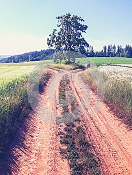 Woman travel biker check the map in fields