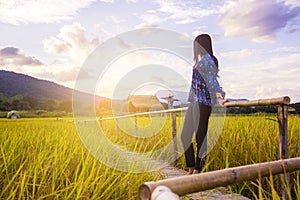 Woman traveler admiring yellow rice field scenery