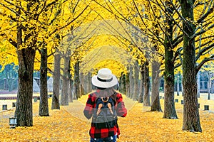Woman traveler with backpack walking at row of yellow ginkgo tree in Nami Island, Korea.