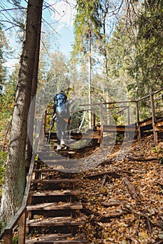 Woman traveler hiking in the woods on wooden stairs with backpack and Nordic walking poles. Back view