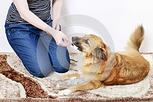 Woman tries to retake a document torn by the dog