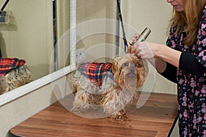 Woman with trimmer grooming dog.