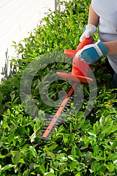 Woman trimming bushes