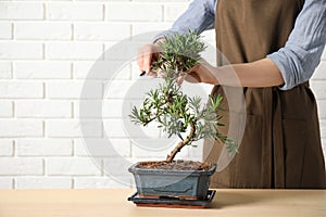 Woman trimming Japanese bonsai plant at table, closeup with space for text. Creating zen atmosphere at home