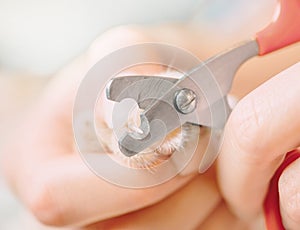 Woman trimming nails of domestic cat.