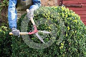 Woman with trimming shares pruning boxwood bushes, gardener pruning branches from decorative bushes in yard