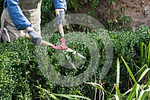 Woman with trimming shares pruning boxwood bushes, gardener pruning branches from decorative bushes in yard