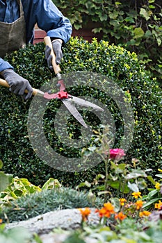 Woman with trimming shares pruning boxwood bushes, gardener pruning branches from decorative bushes in yard