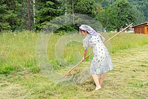 A woman turns hay with a wooden rake. Haymaking season