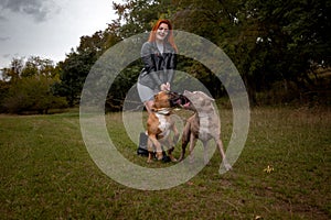 Woman with two beautiful American Staffordshire pitbulls