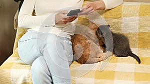 Woman with two scottish cat and kitten on the sofa using phone, browsing smartphone