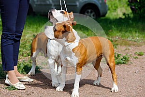 Woman with two Staffordshire terriers in park in summer