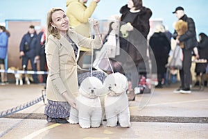 A woman with two well-groomed Bichon Frise dogs at a dog show