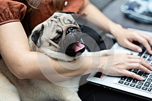 Woman typing and working on laptop with dog Pug breed lying on her knee