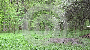 Woman umbrella garden