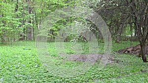 Woman umbrella garden