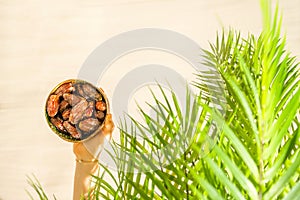 Woman under coconut palm tree branches holding in a hand royal dates fruit in a bowl on the sand of beach. Summer. Top view.