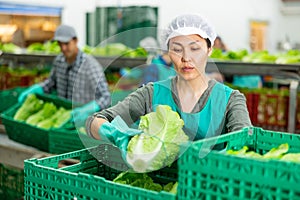 Woman in uniform during sorting lettuce at warehouse at vegetable factory