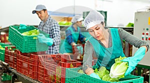 Woman in uniform during sorting lettuce at warehouse at vegetable factory