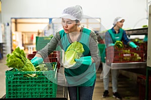 Woman in uniform during sorting lettuce at warehouse at vegetable factory