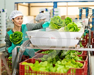 Woman in uniform during sorting lettuce at warehouse at vegetable factory