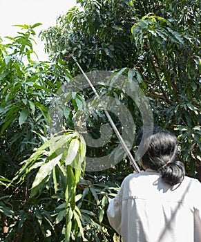 Una mujer largo tiempo tratar coleccionista sobre el elección en Huerta 