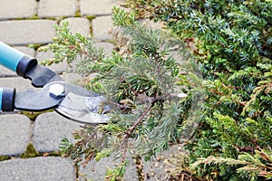 Woman uses pruning shears to cut coniferous shrubs in the garden