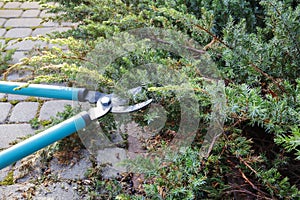 Woman uses pruning shears to cut coniferous shrubs in the garden