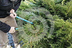 Woman uses pruning shears to cut coniferous shrubs in the garden