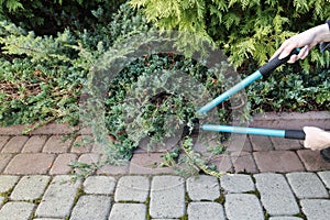 Woman uses pruning shears to cut coniferous shrubs in the garden