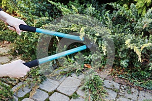 Woman uses pruning shears to cut coniferous shrubs in the garden