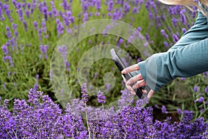Woman uses a smart phone to take photos of lavender flowers at a lavender farm in Sequim Washington