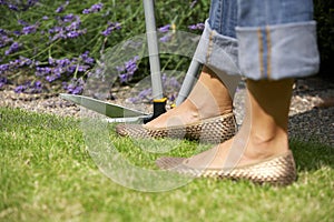 Woman using lawn edging shears. Conceptual image