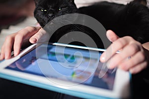 Woman using pad with cat on the lap