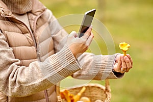 woman using smartphone to identify mushroom