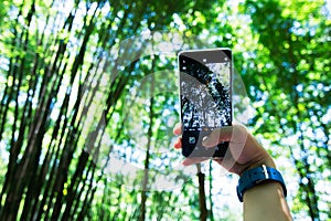 A woman using a smartphone to shoot bamboo forest.