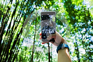 A woman using a smartphone to shoot bamboo forest.
