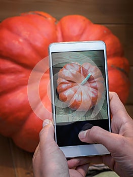 Woman using smartphone to take photos of big pumpkin. Mobile photo of orange pumpkin