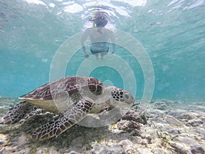 Woman on vacations wearing snokeling mask swimming with sea turtle in turquoise blue water of Gili islands, Indonesia