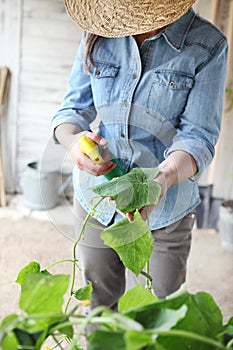 Woman in vegetable garden sprays pesticide on leaf of plant with caterpillar, care of plants for growth