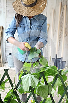 Woman in vegetable garden sprays pesticide on leaf of plant with caterpillar, care of plants for growth