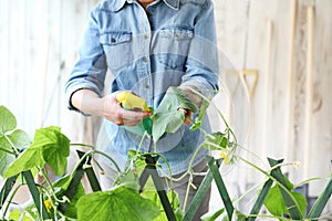 Woman in vegetable garden sprays pesticide on leaf of plant with caterpillar, care of plants for growth