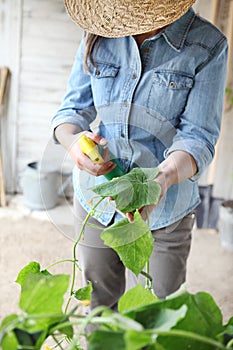 Woman in vegetable garden sprays pesticide on leaf of plant with caterpillar, care of plants for growth photo