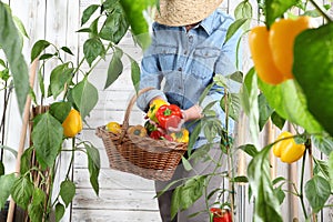 Woman in vegetable garden with wicker basket picking colored sweet peppers from lush green plants, growth harvest concept