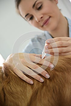 Woman vet applying tick prevention to dog's hair photo