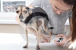 Woman vet cuts the claws of a small dog toy terrier in the clinic. Prevention of infections and growths on the legs of the animal