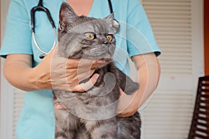 Woman veterinarian doctor holds sick cat close-up. Diagnostics of pets health in veterinary clinic concept